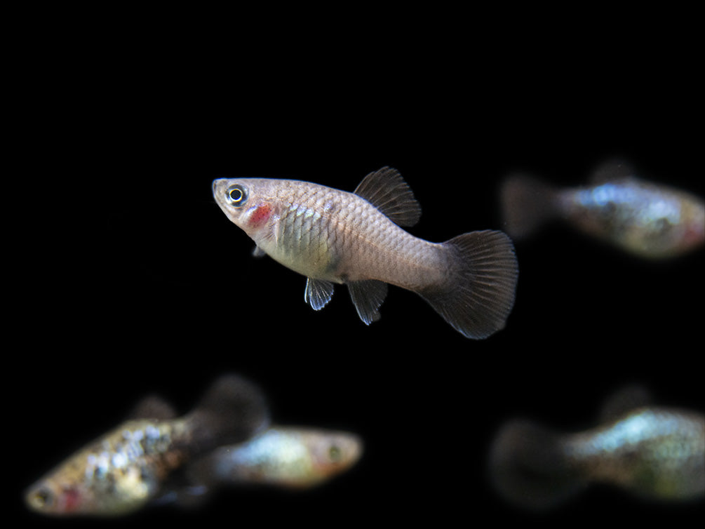 Blue Neon Wag Platy (Xiphophorus maculatus), Tank-Bred