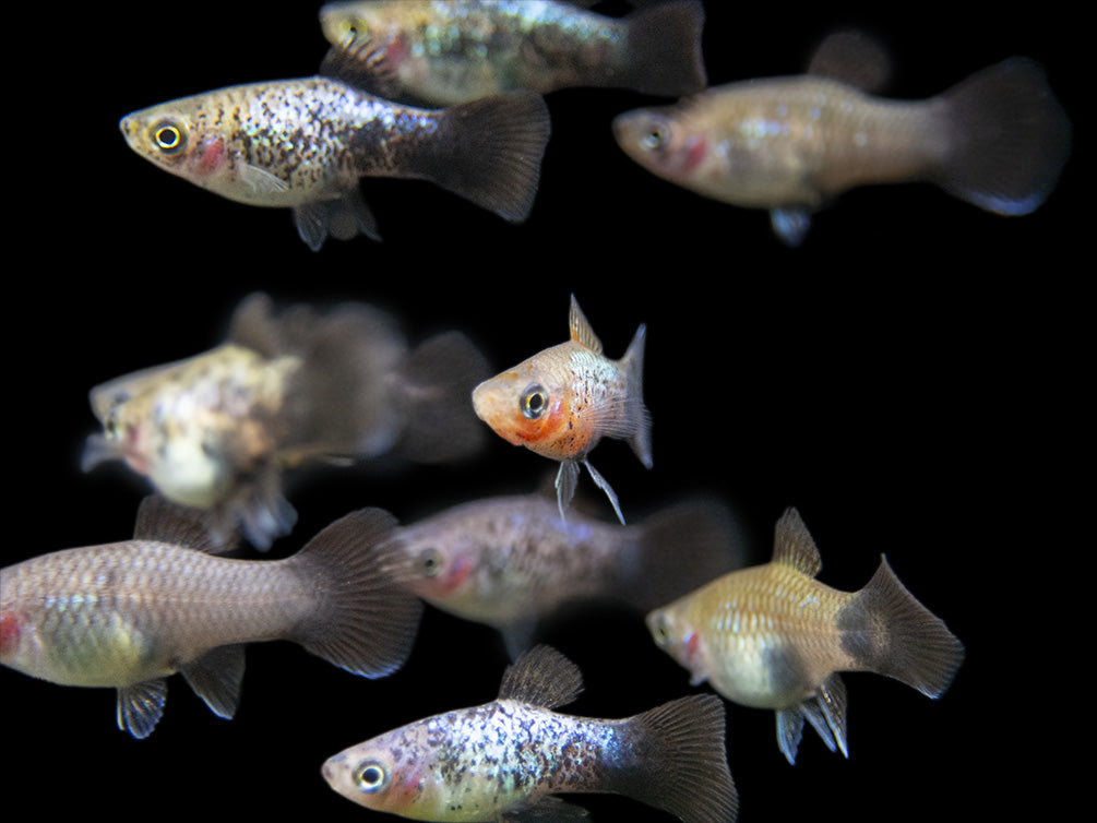 Blue Neon Wag Platy (Xiphophorus maculatus), Tank-Bred