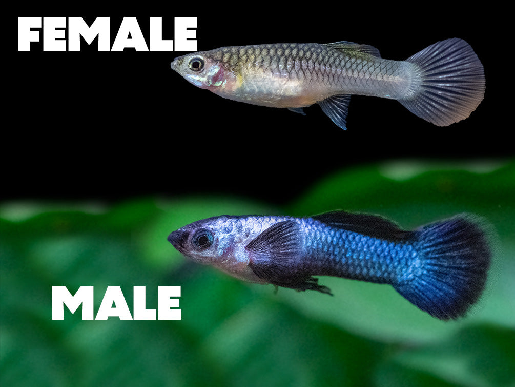 Dwarf Blue Panda Guppy (Poecilia reticulata), USA-Bred!