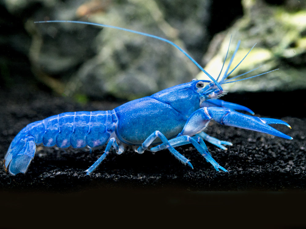 Blue Pearl Crayfish (Cherax albidus) - Tank-Bred!