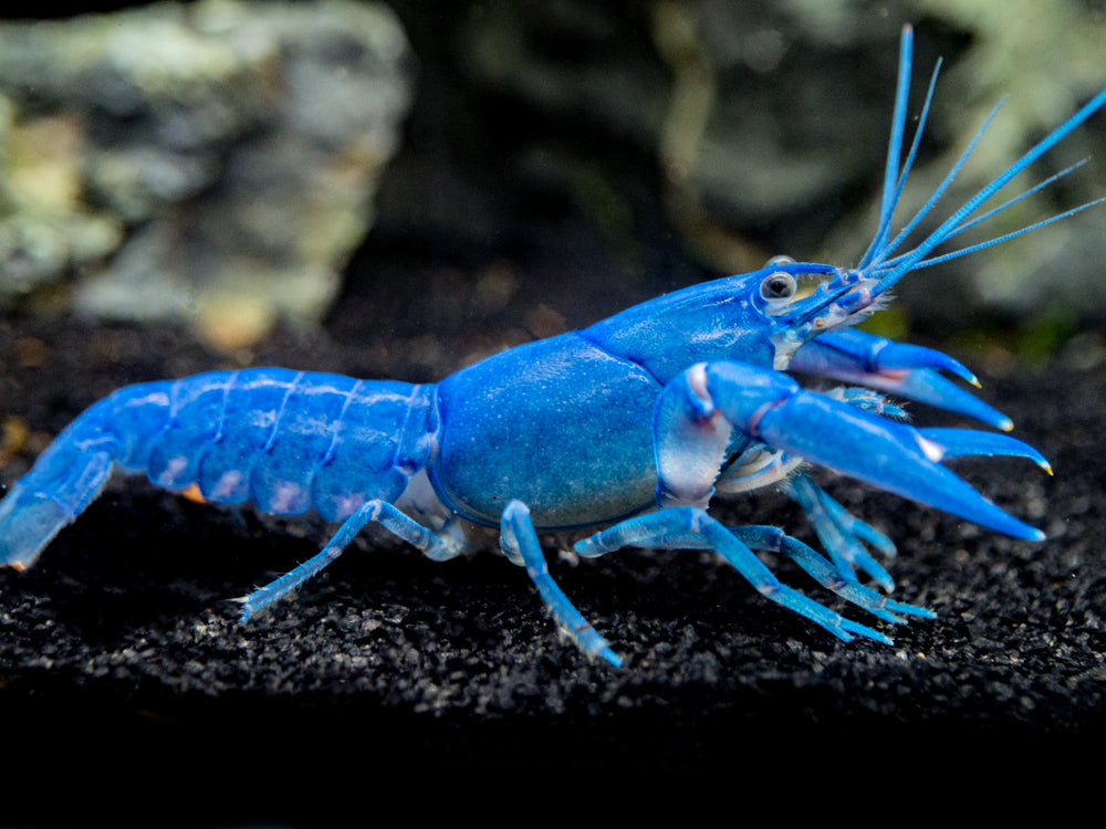 Blue Pearl Crayfish (Cherax albidus) - Tank-Bred!