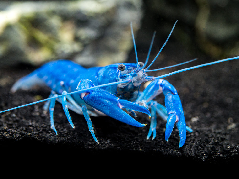 Blue Pearl Crayfish (Cherax albidus) - Tank-Bred!