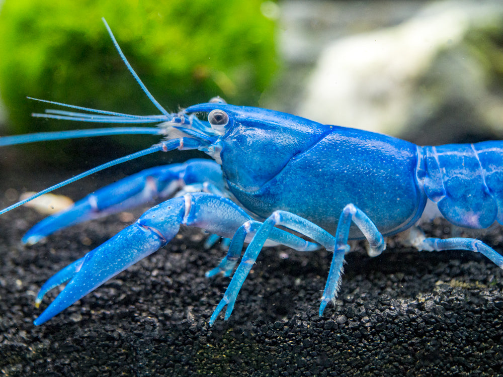 Blue Pearl Crayfish (Cherax albidus) - Tank-Bred!