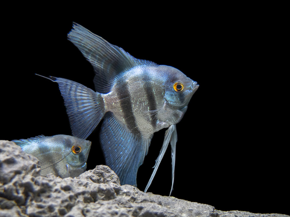 Blue Pinoy Zebra Angelfish (Pterophyllum scalare) - TANK-BRED!