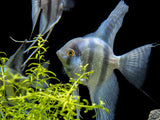 Blue Pinoy Zebra Angelfish (Pterophyllum scalare) - TANK-BRED!