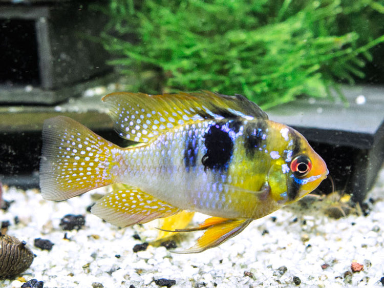 German Blue Ram Dwarf Cichlid for sale