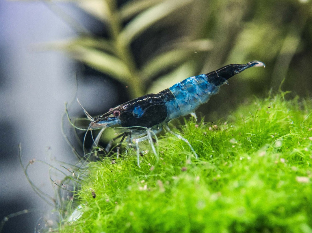 Blue Rili Shrimp (Neocaridina davidi), Tank-Bred