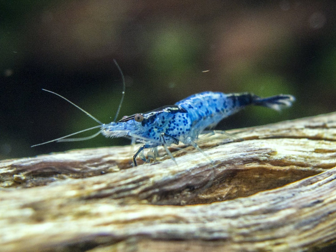 Blue Rili Shrimp (Neocaridina davidi), Tank-Bred