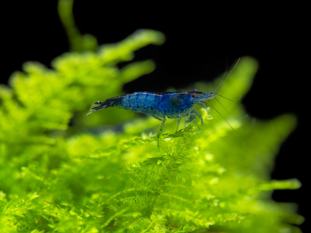 Blue Rili Shrimp (Neocaridina davidi), Tank-Bred