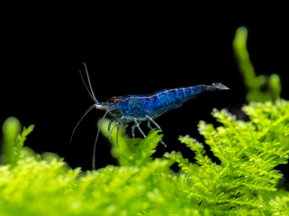 Blue Rili Shrimp (Neocaridina davidi), Tank-Bred