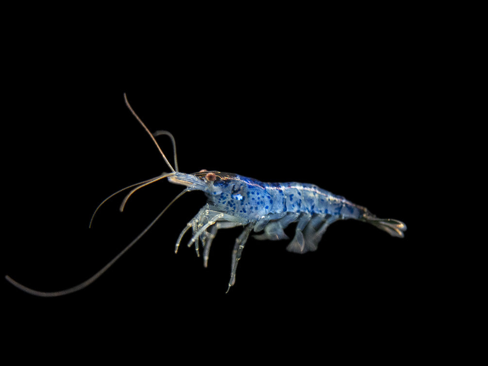 Blue Rili Shrimp (Neocaridina davidi), Tank-Bred