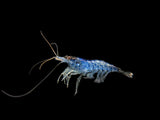 Blue Rili Shrimp Breeder Combo Box