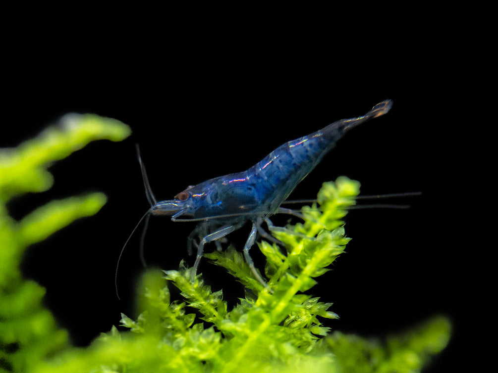 Blue Rili Shrimp (Neocaridina davidi), Tank-Bred