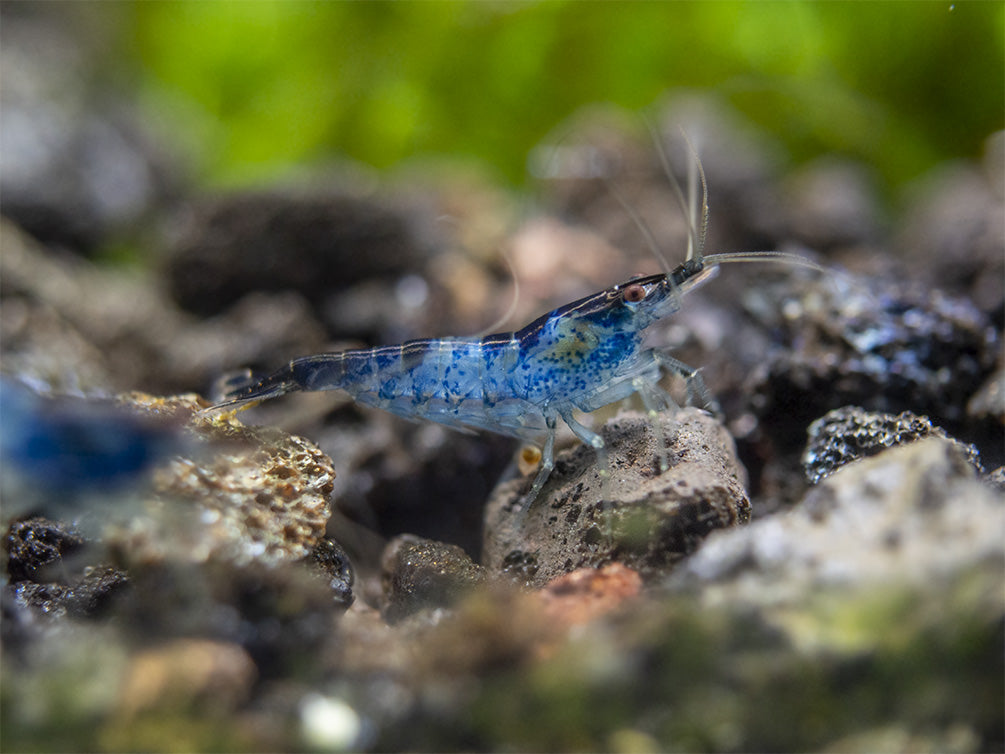 Blue Rili Shrimp (Neocaridina davidi), Tank-Bred