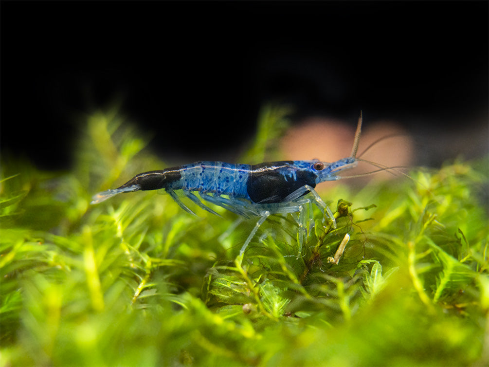 Blue Rili Shrimp (Neocaridina davidi), Tank-Bred