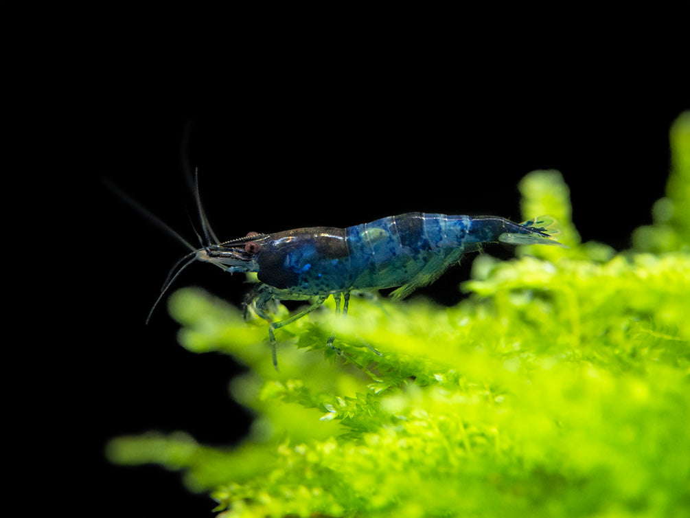 Blue Rili Shrimp (Neocaridina davidi), Tank-Bred