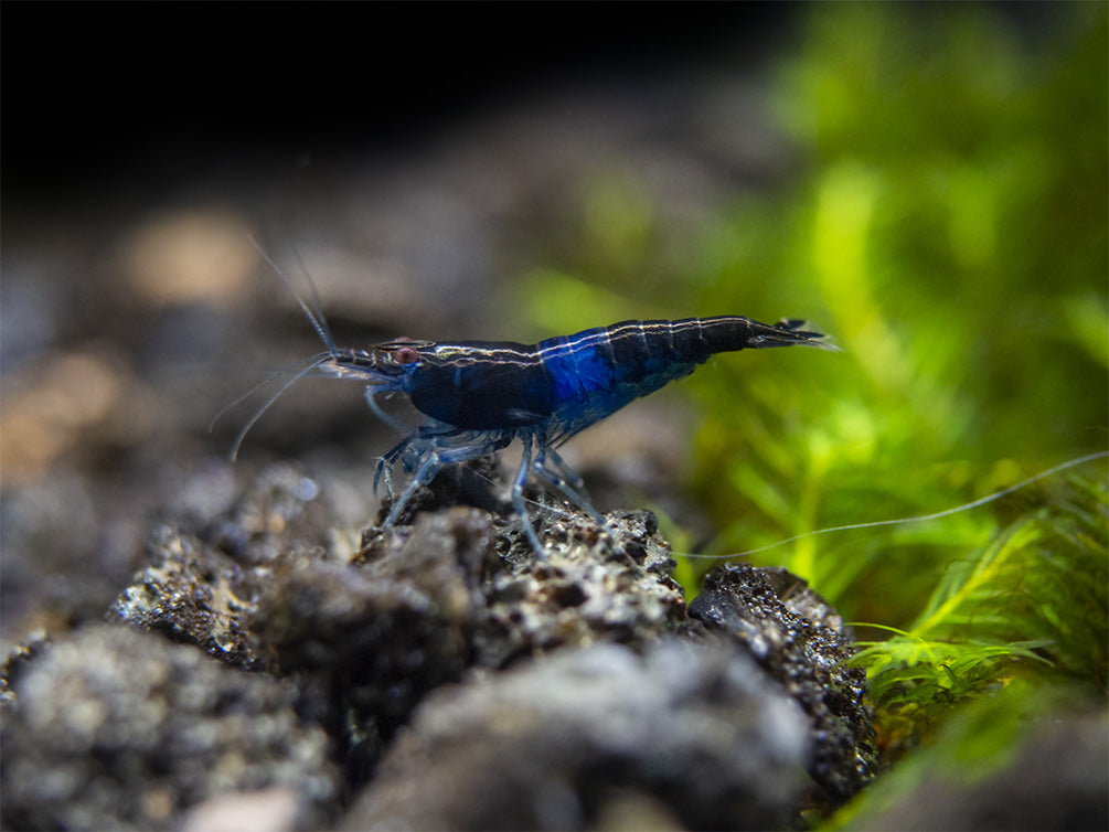 Blue Rili Shrimp (Neocaridina davidi), Tank-Bred