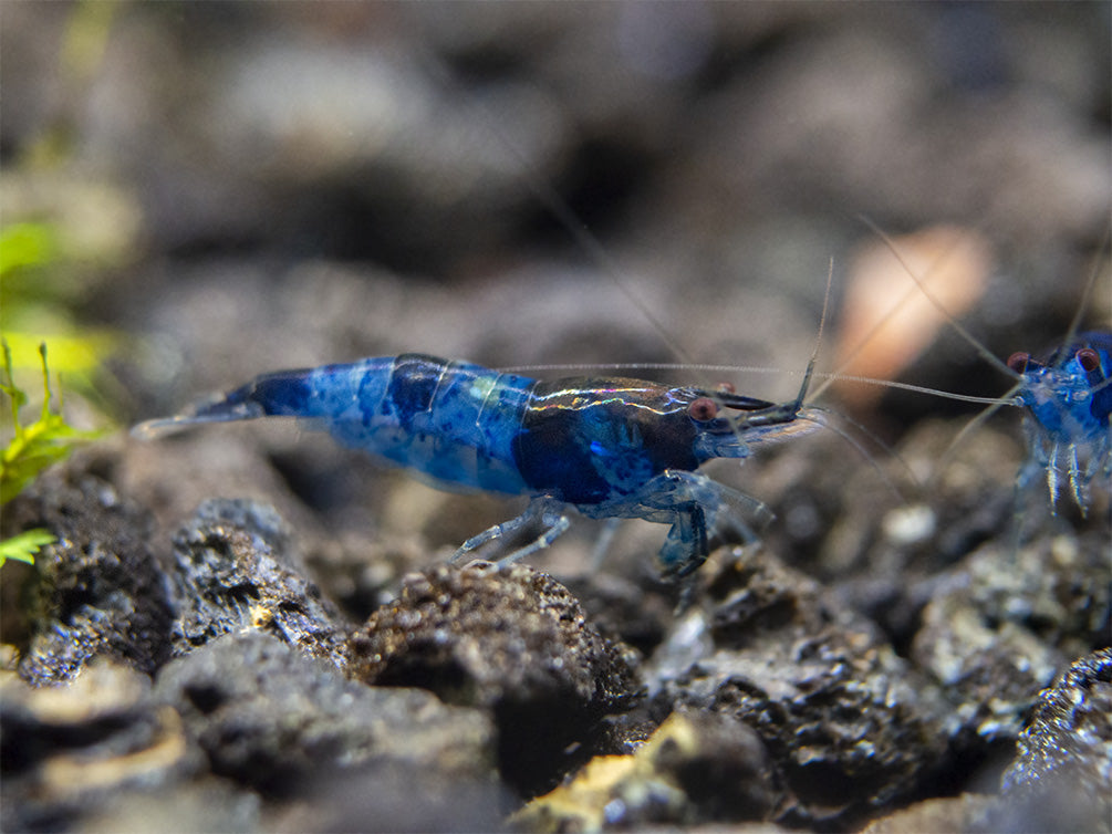 Blue Rili Shrimp (Neocaridina davidi), Tank-Bred