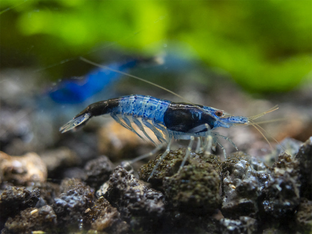 Blue Rili Shrimp (Neocaridina davidi), Tank-Bred