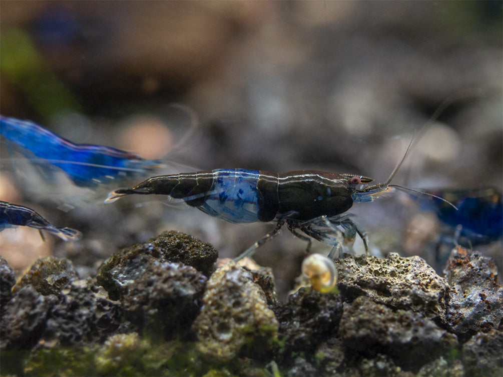 Blue Rili Shrimp (Neocaridina davidi), Tank-Bred