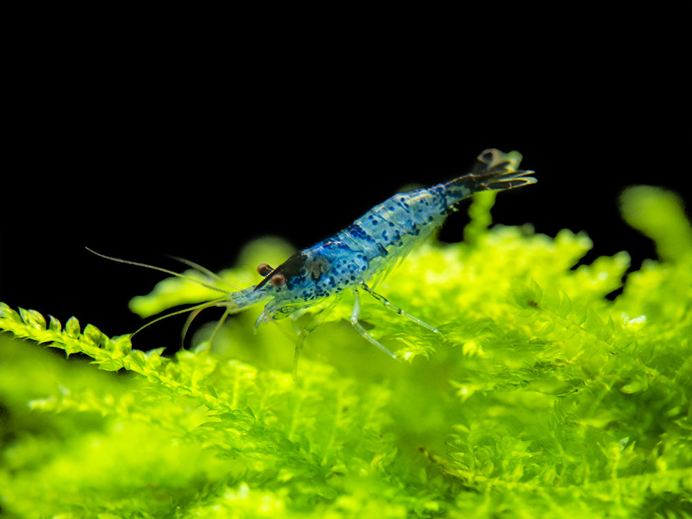 Blue Rili Shrimp (Neocaridina davidi), Tank-Bred