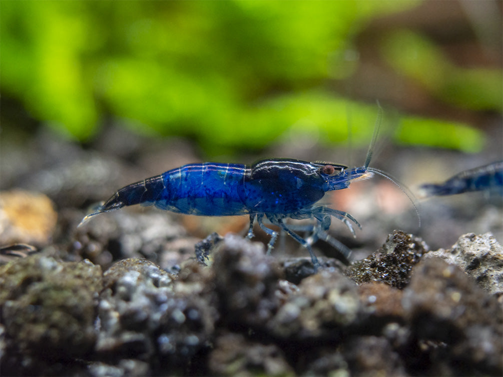 Blue Rili Shrimp (Neocaridina davidi), Tank-Bred