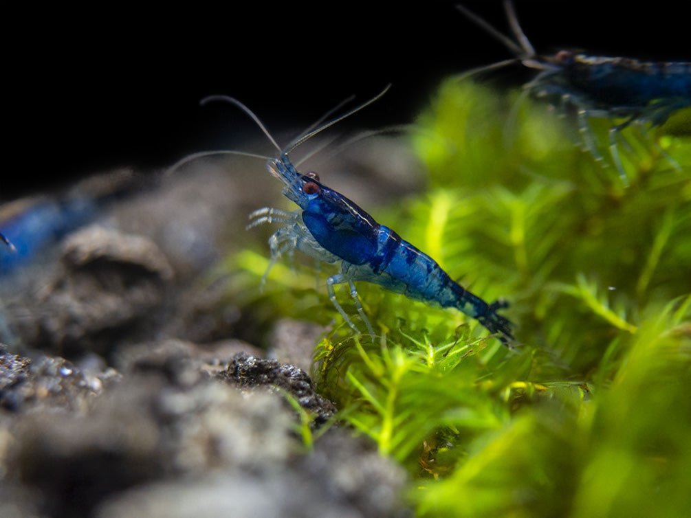 Blue Rili Shrimp (Neocaridina davidi), Tank-Bred