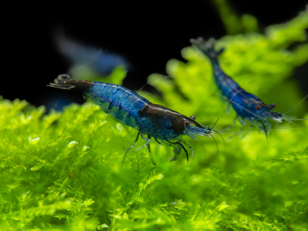 Blue Rili Shrimp (Neocaridina davidi), Tank-Bred