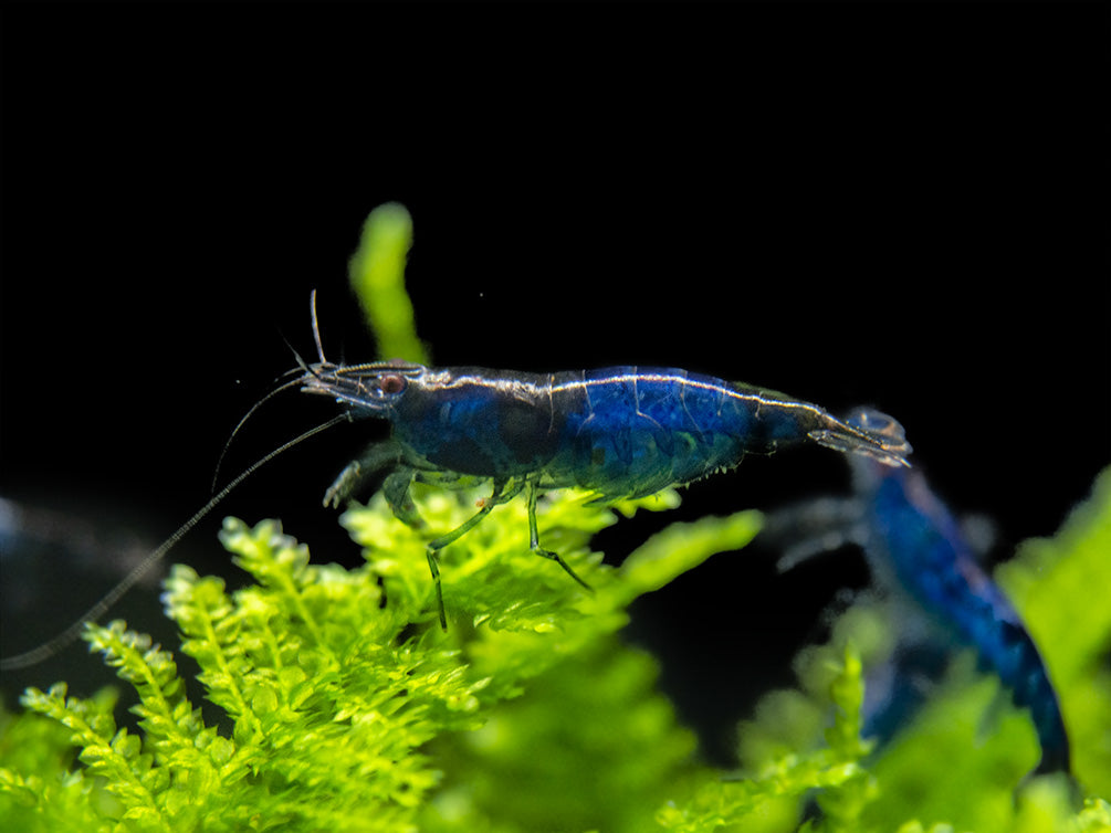 Blue Rili Shrimp (Neocaridina davidi), Tank-Bred