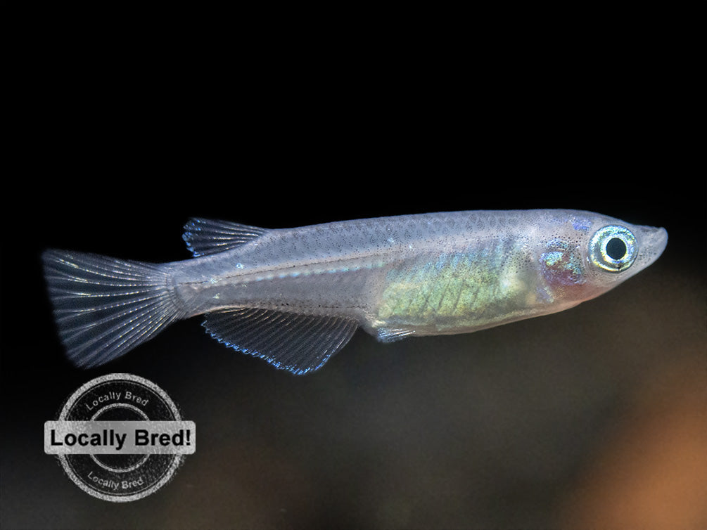 Blue Medaka Ricefish aka Japanese Ricefish/Killifish (Oryzias latipes "Blue") - Locally-Bred!