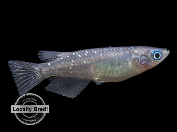 Blue Medaka Ricefish aka Japanese Ricefish/Killifish (Oryzias latipes "Blue") - Locally-Bred!