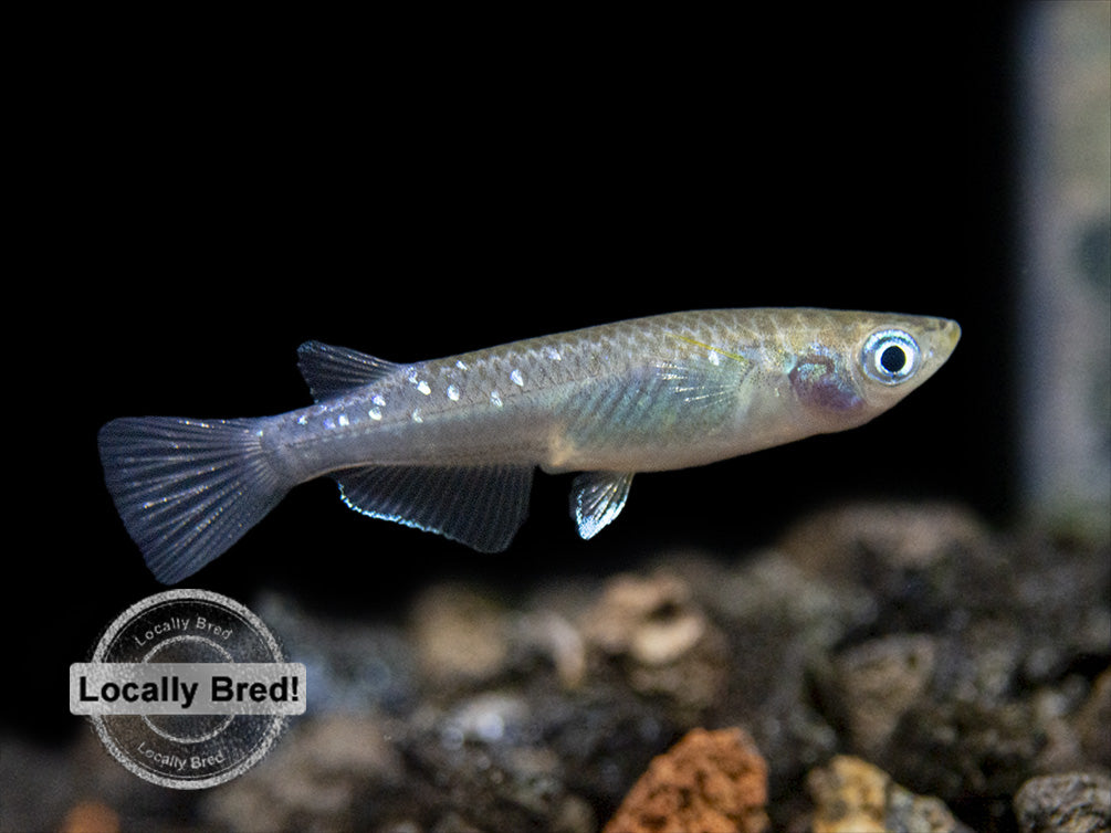 Blue Medaka Ricefish aka Japanese Ricefish/Killifish (Oryzias latipes "Blue") - Locally-Bred!