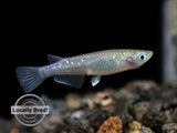 Blue Medaka Ricefish aka Japanese Ricefish/Killifish (Oryzias latipes 