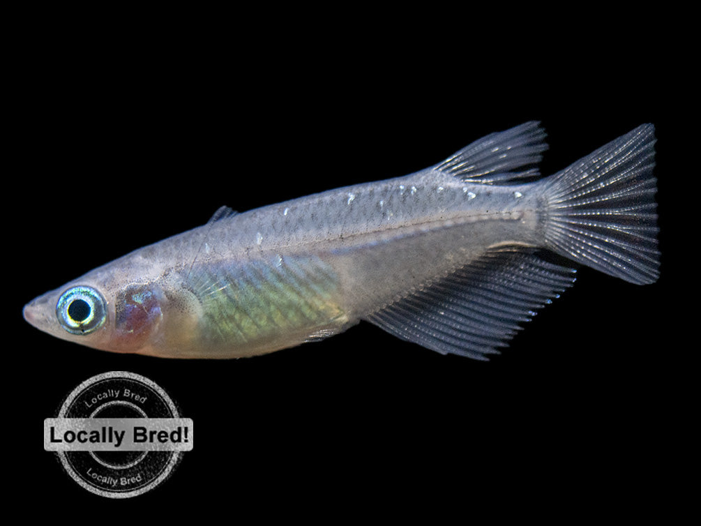 Blue Medaka Ricefish aka Japanese Ricefish/Killifish (Oryzias latipes "Blue") - Locally-Bred!