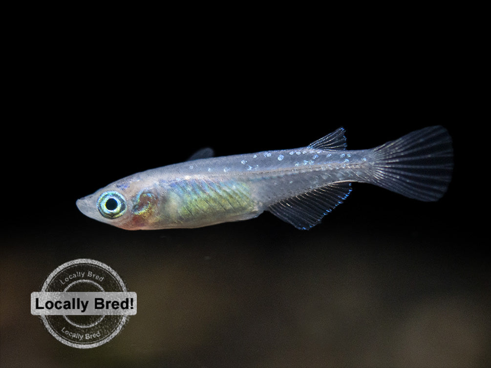 Blue Medaka Ricefish aka Japanese Ricefish/Killifish (Oryzias latipes "Blue") - Locally-Bred!