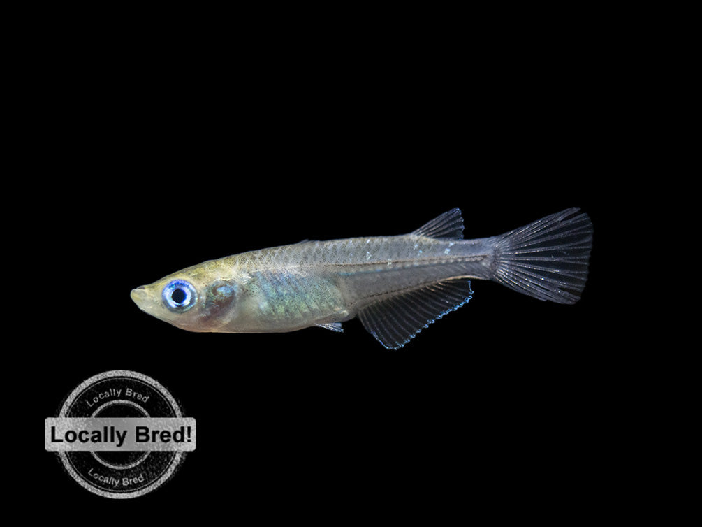 Blue Medaka Ricefish aka Japanese Ricefish/Killifish (Oryzias latipes "Blue") - Locally-Bred!