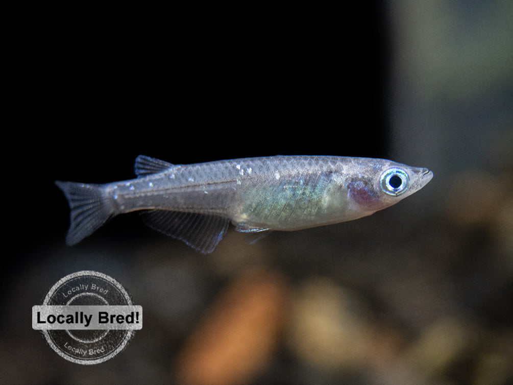 Blue Medaka Ricefish aka Japanese Ricefish/Killifish (Oryzias latipes "Blue") - Locally-Bred!