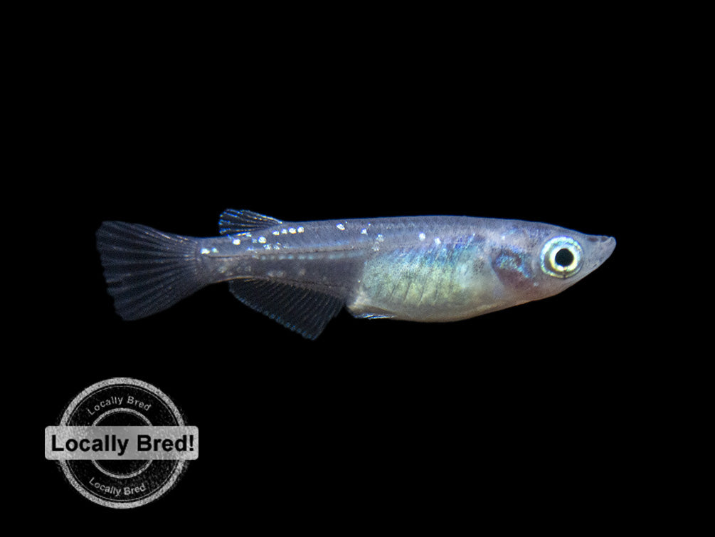 Blue Medaka Ricefish aka Japanese Ricefish/Killifish (Oryzias latipes "Blue") - Locally-Bred!