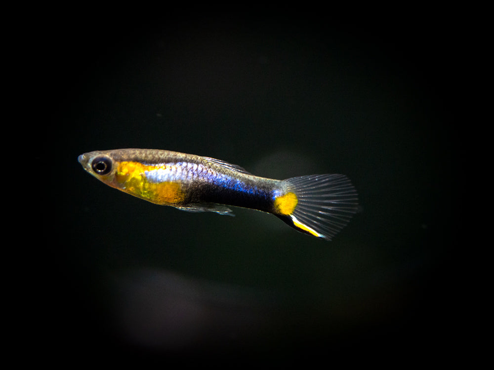 French Blue Star Endler’s Livebearer (Poecilia wingei) - Male, Tank-Bred