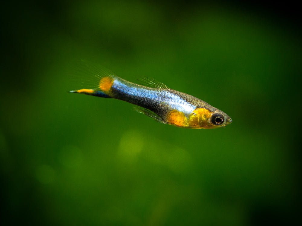 French Blue Star Endler’s Livebearer (Poecilia wingei) - Male, Tank-Bred