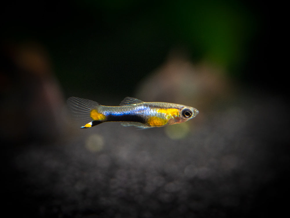 French Blue Star Endler’s Livebearer (Poecilia wingei) - Male, Tank-Bred