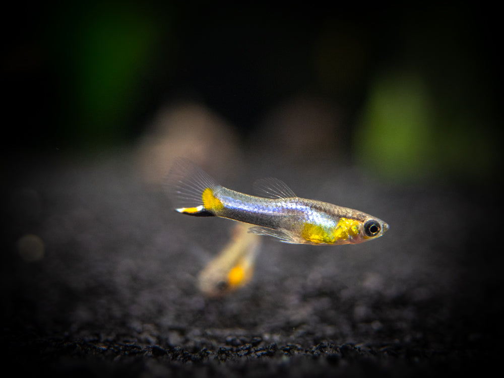 French Blue Star Endler’s Livebearer (Poecilia wingei) - Male, Tank-Bred