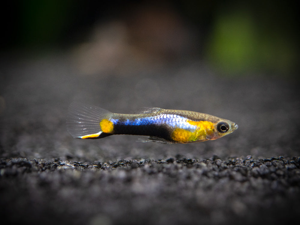 French Blue Star Endler’s Livebearer (Poecilia wingei) - Male, Tank-Bred