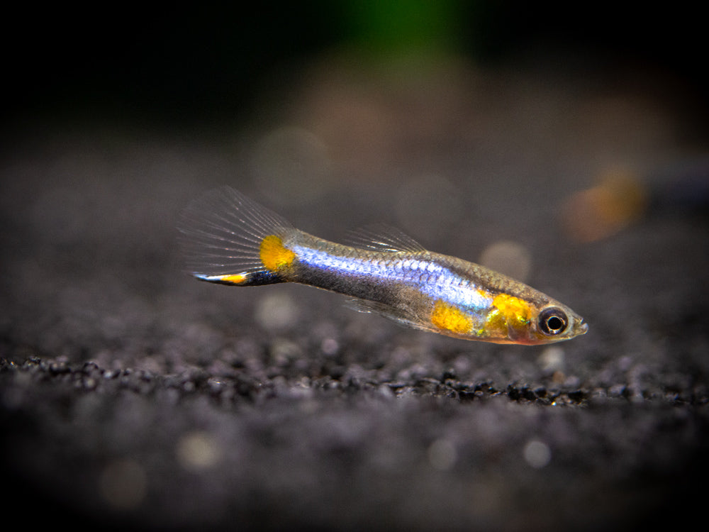 French Blue Star Endler’s Livebearer (Poecilia wingei) - Male, Tank-Bred