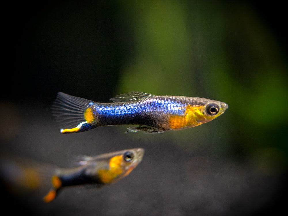 French Blue Star Endler’s Livebearer (Poecilia wingei) - Male, Tank-Bred