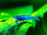 Dream Blue Velvet Shrimp (Neocaridina davidi), Tank-Bred