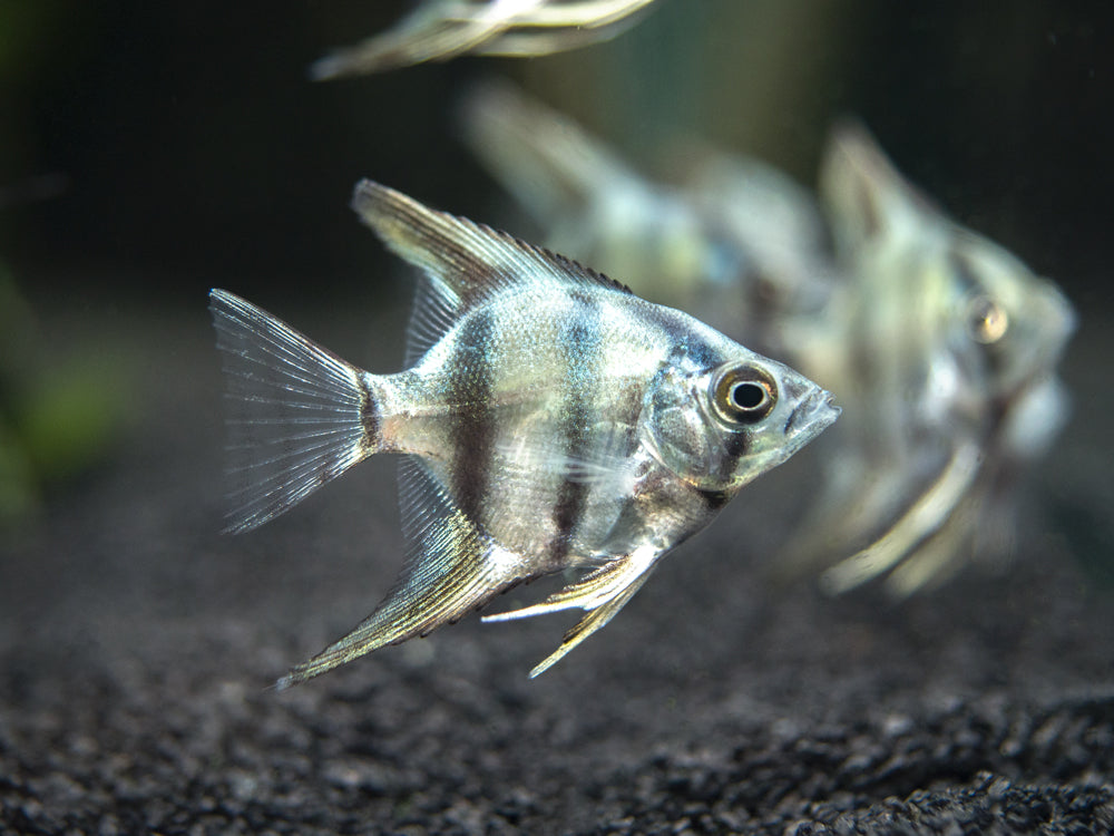 Blue Zebra Angelfish (Pterophyllum scalare), Tank Bred