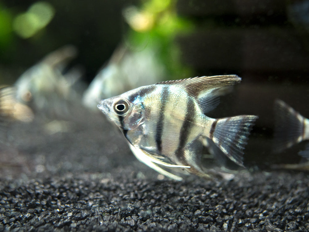 Blue Zebra Angelfish (Pterophyllum scalare), Tank Bred