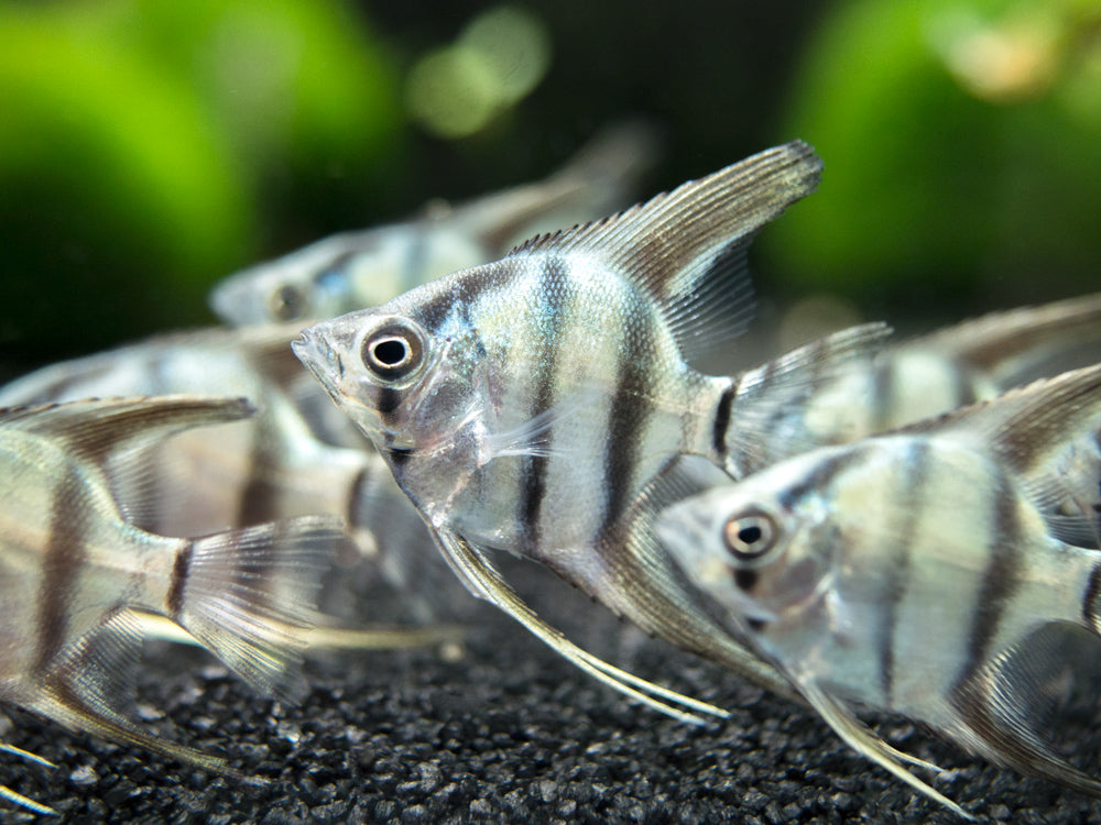 Blue Zebra Angelfish (Pterophyllum scalare), Tank Bred