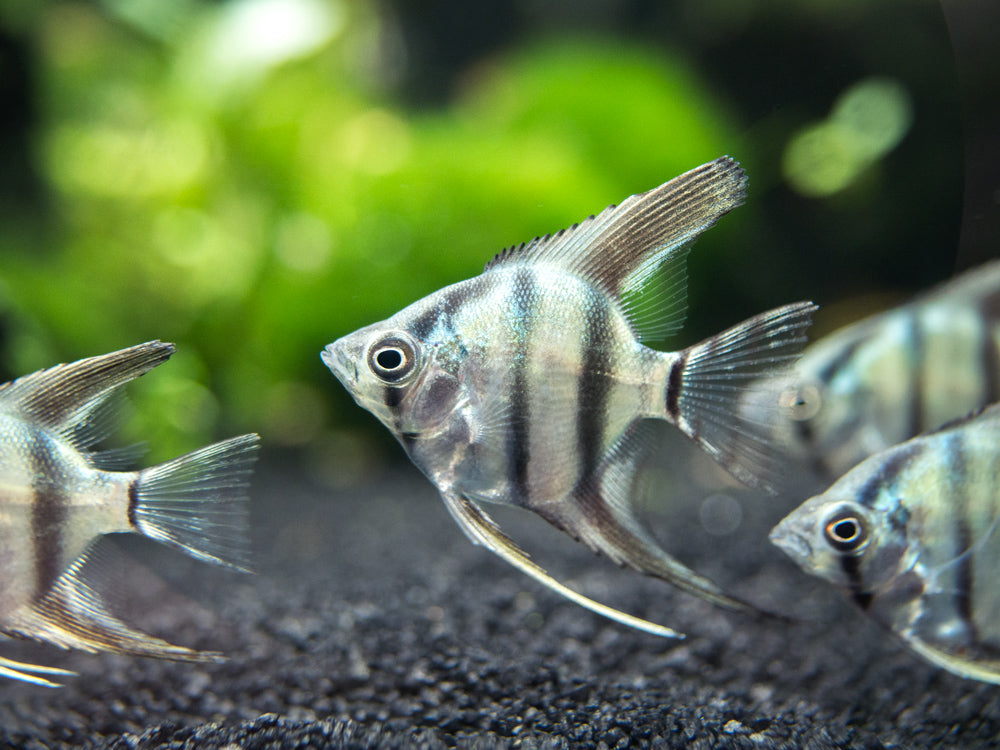 Blue Zebra Angelfish (Pterophyllum scalare), Tank Bred